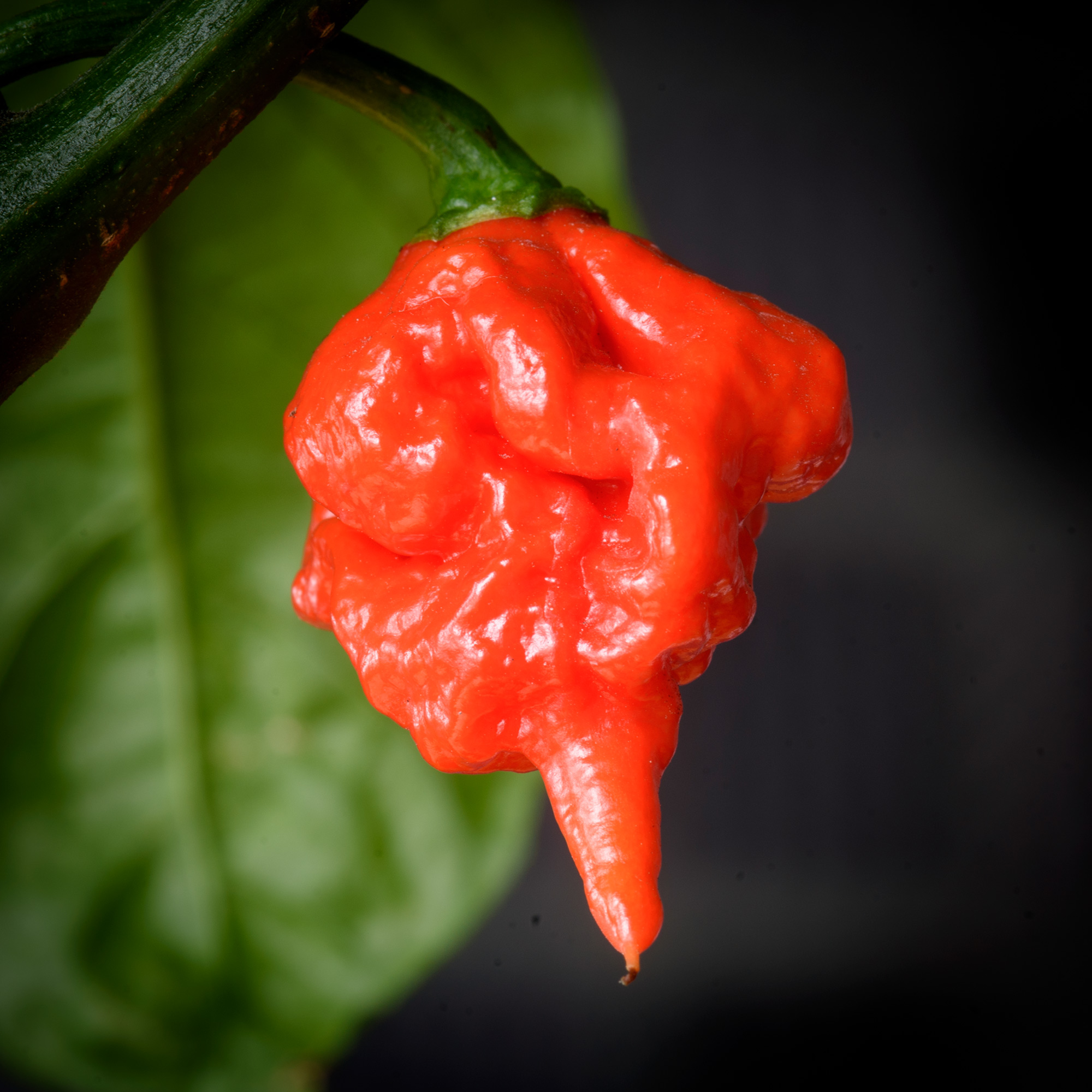This just has to be Carolina Reaper.